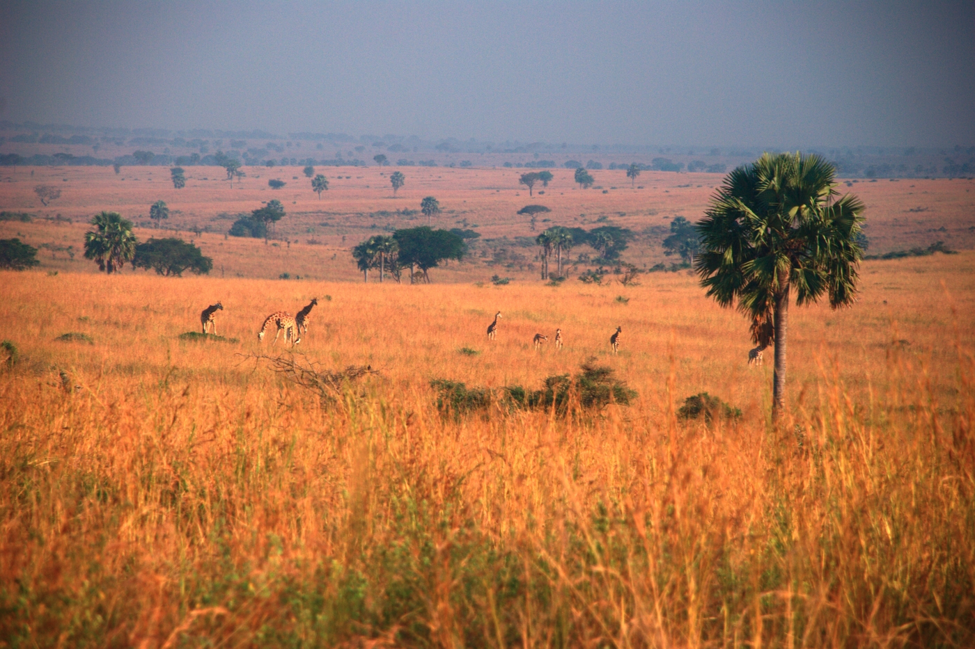 Giraffes by flöschen